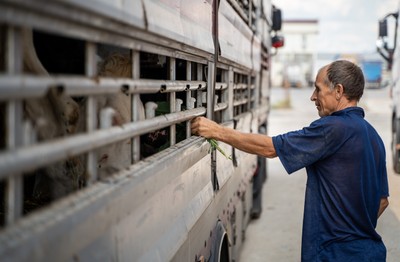 Řidič transportu krmí krávy na tureckém odpočívadle - Nevinné oběti